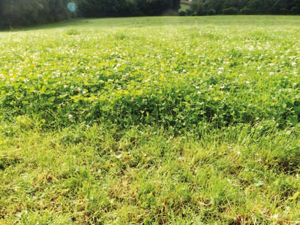 Equifourrage La Gée foin de prairie enrubanné - Le Paturon