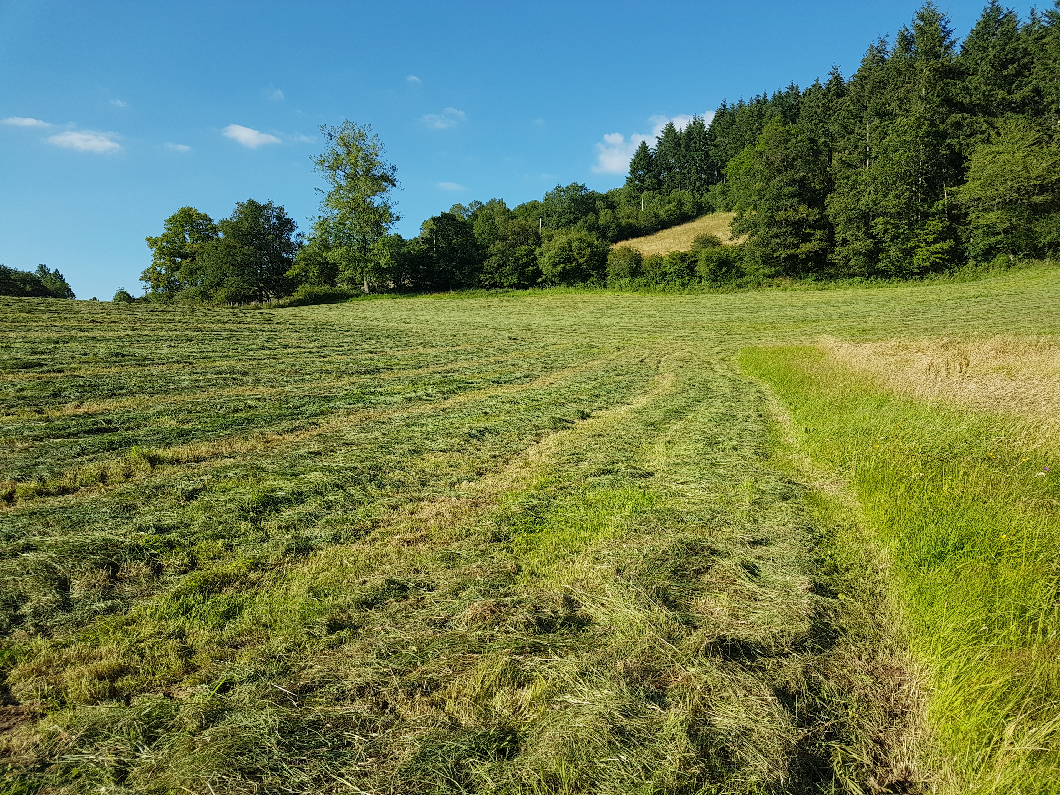 Récolte de foin : des règles simples pour faire du bon fourrage