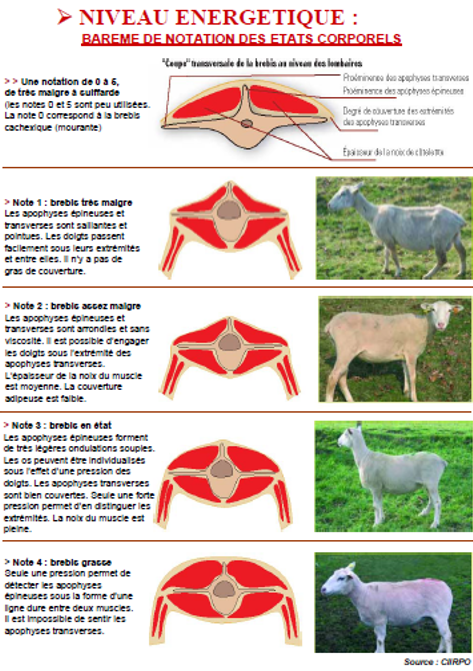 5 étapes à suivre pour monter un élevage caprin • EVIALIS