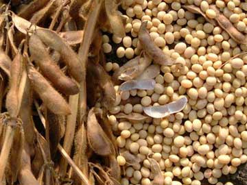 Objectif PROTEINES: De la graine crue de soja dans la ration?