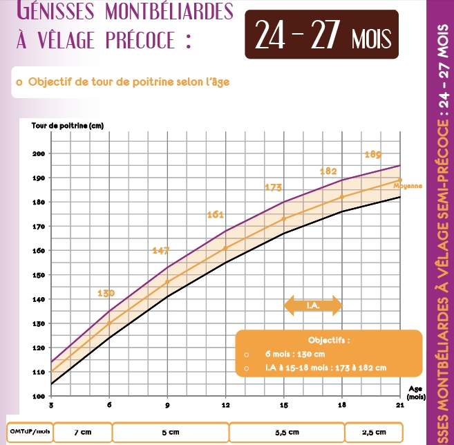 conversion tour de poitrine