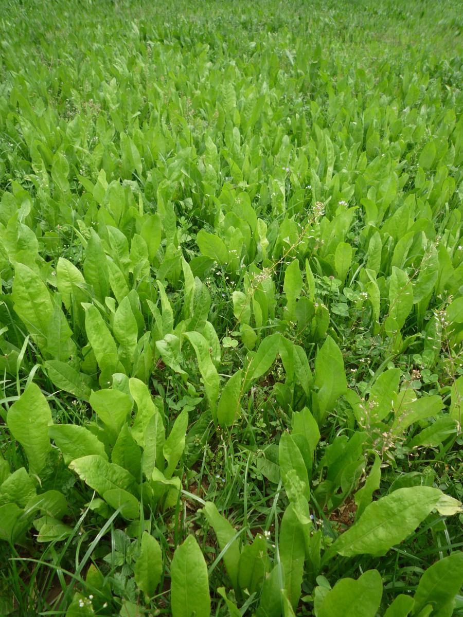 Semence de chicorée, la nouvelle plante fourragère !