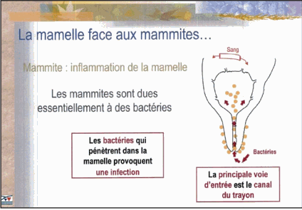 mamelles au lait